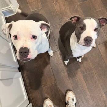 Tootsie -  Pit Bull Terrier Dog for Adoption in Dallas, Texas - Tootsie | PetCurious