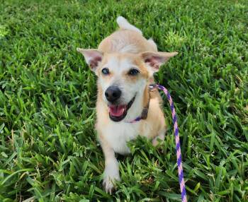 Hayley -  Chihuahua and Terrier Dog for Adoption in Houston, Texas - Hayley | PetCurious