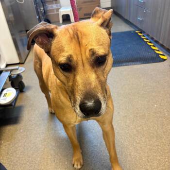 Black Mouth Cur and Mixed Breed Dogs Available for Adoption - Lilly | PetCurious