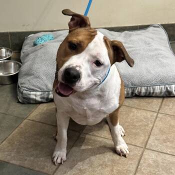 Firefly -  Mixed Breed Dog for Adoption in Chattanooga, Tennessee - Firefly | PetCurious