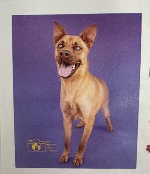 Terrier and Mixed Breed Dogs Available for Adoption in Palm Coast, Florida - Nutmeg | PetCurious