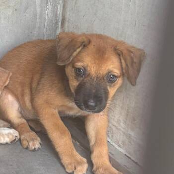 Kia -  Shepherd and Mixed Breed Dog for Adoption in Edinburg, Texas - Kia | PetCurious