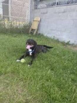 Hansen -  Mixed Breed Dog for Adoption in Potsdam, New York - Hansen | PetCurious