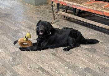 Flat Coated Retriever Dogs Available for Adoption - SPONSOR OR FOSTER ME - Hope | PetCurious
