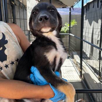 Rescue Mixed Breed Dogs for Adoption in Moab, Utah - Tooth | PetCurious