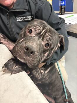 American Bully Dogs Available for Adoption in Ashland, Virginia - Rodeo | PetCurious