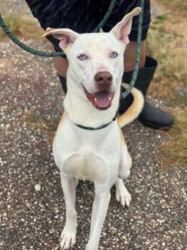 Rescue Husky and Pit Bull Terrier Dogs for Adoption in Houston, Texas - Forrest | PetCurious