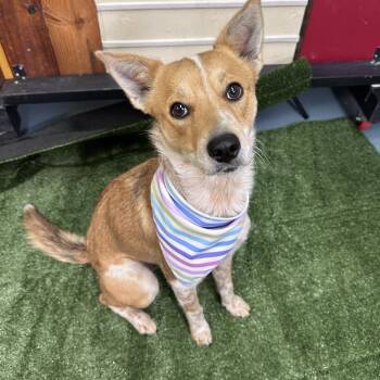 Australian Cattle Dog Blue Heeler Dogs Available for Adoption - Ginger | PetCurious