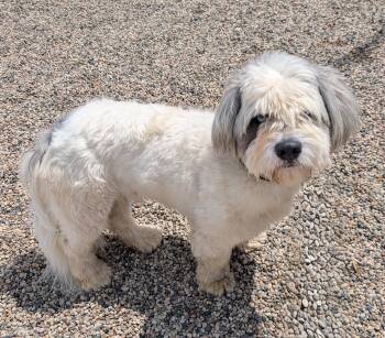 Maltese and Shih Tzu Dogs Available for Adoption in New Ulm, Minnesota - Harry | PetCurious