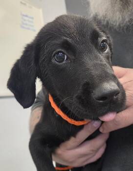 Molly -  Black Labrador Retriever Dog for Adoption in Watertown, New York - Molly | PetCurious