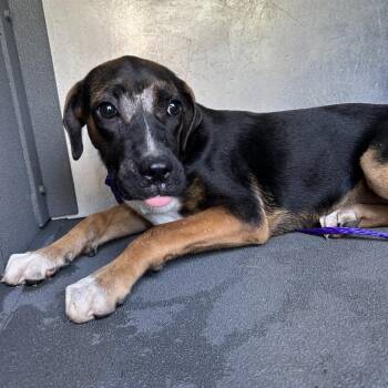 Volumnia -  Hound Dog for Adoption in Greensboro, North Carolina - Volumnia | PetCurious