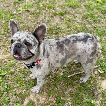 French Bulldog Dogs Available for Adoption in Murphysboro, Illinois - Indigo | PetCurious