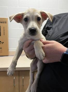 Labrador Retriever and Mixed Breed Dogs Available for Adoption - BUZZ | PetCurious