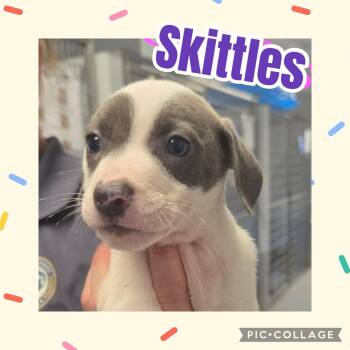 Skittles -  Labrador Retriever and Pit Bull Terrier Dog for Adoption in Ringwood, New Jersey - Skittles | PetCurious