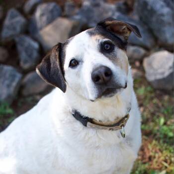 Hound and Pointer Dogs Available for Adoption in Cumming, Georgia - Willett 21406 | PetCurious