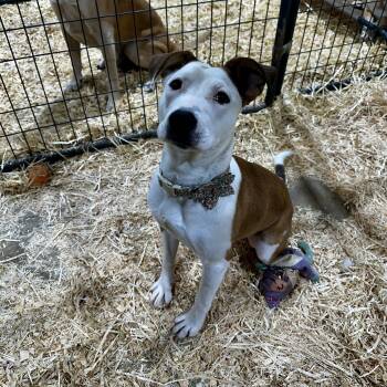 American Staffordshire Terrier Dogs Available for Adoption in Seguin, Texas - Bambi | PetCurious