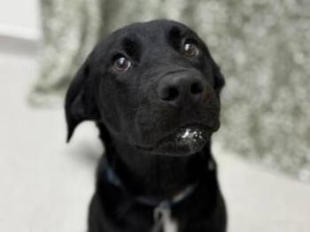 Labrador Retriever and Border Collie Dogs Available for Adoption in Portland, Oregon - Tucker | PetCurious