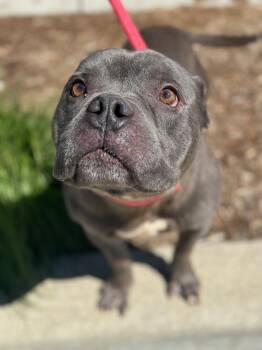 American Bully and Mixed Breed Dogs Available for Adoption in Benton Harbor, Michigan - Bill | PetCurious