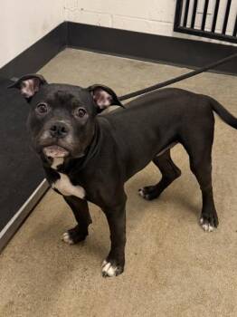 Pit Bull Terrier Dogs Available for Adoption in Cleveland, Ohio - Bear Bear | PetCurious