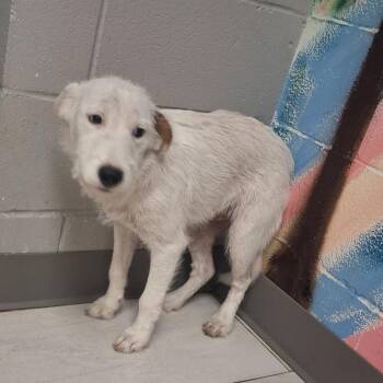Spot -  Mixed Breed Dog for Adoption in Lufkin, Texas - Spot | PetCurious