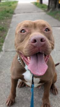 Poca -  Mixed Breed Dog for Adoption in Cincinnati, Ohio - Poca | PetCurious