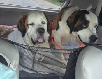 Mable - BONDED PAIR -  Saint Bernard Dog for Adoption in Larkspur, Colorado - Mable - BONDED PAIR | PetCurious