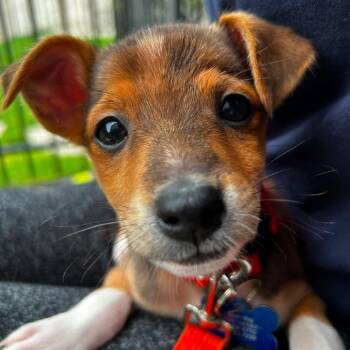Panda -  Chihuahua and Mixed Breed Dog for Adoption in Campton Hills, Illinois - Panda | PetCurious