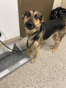 Rosco -  German Shepherd Dog and Australian Kelpie Dog for Adoption in Vancouver, Washington - Rosco | PetCurious