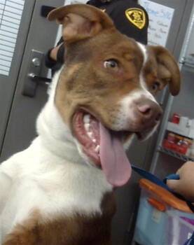 Mixed Breed Dogs Available for Adoption - HAMMY | PetCurious