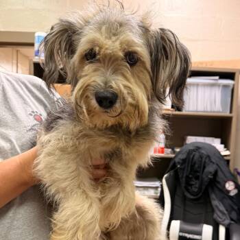 Dixie -  Terrier Dog for Adoption in Birmingham, Alabama - Dixie | PetCurious