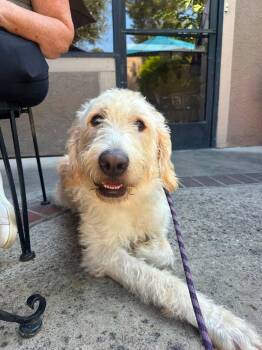 Rudy -  Labrador Retriever and Standard Poodle Dog for Adoption in San Diego, California - Rudy | PetCurious