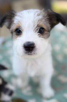 Moxie -  Parson Russell Terrier and Jack Russell Terrier Dog for Adoption in Gilbert, Arizona - Moxie | PetCurious