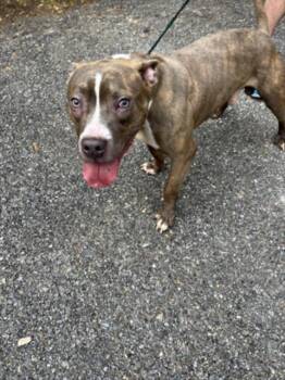 FINNEGAN -  Pit Bull Terrier and Mixed Breed Dog for Adoption in Derwood, Maryland - FINNEGAN | PetCurious