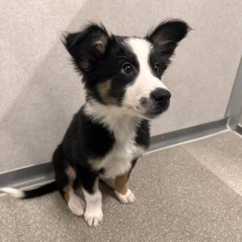 Colt -  Mixed Breed Dog for Adoption in Hailey, Idaho - Colt | PetCurious