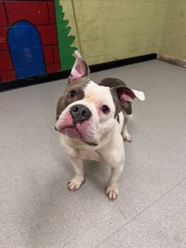 Pit Bull Terrier and Mixed Breed Dogs Available for Adoption - MICKEY | PetCurious