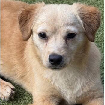 Poodle and Terrier Dogs Available for Adoption - Star  | PetCurious