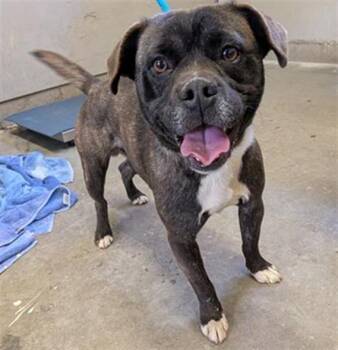 OLLY -  French Bulldog and Mixed Breed Dog for Adoption in Camarillo, California - OLLY | PetCurious