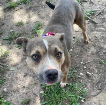 SANDY -  Pit Bull Terrier and Mixed Breed Dog Available for Adoption in Tulsa, Oklahoma - SANDY | PetCurious