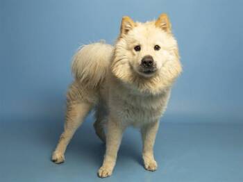 SIMBA -  Chow Chow Dog for Adoption in Phoenix, Arizona - SIMBA | PetCurious