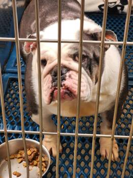 English Bulldog Dogs Available for Adoption in Marine City, Michigan - Ester | PetCurious
