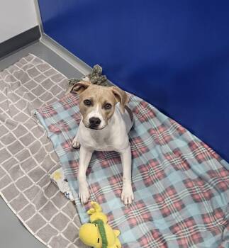 Rescue Mixed Breed Dogs for Adoption in Kalamazoo, Michigan - Jo | PetCurious