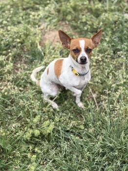 Daisy -  Chihuahua and Rat Terrier Dog for Adoption in Meeker, Oklahoma - Daisy | PetCurious