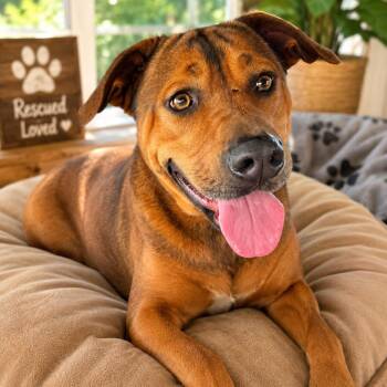 Crockett -  Doberman Pinscher and Labrador Retriever Dog for Adoption - Crockett | PetCurious