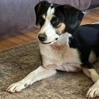 Thelma -  Beagle Dog for Adoption in Stoughton, Massachusetts - Thelma | PetCurious
