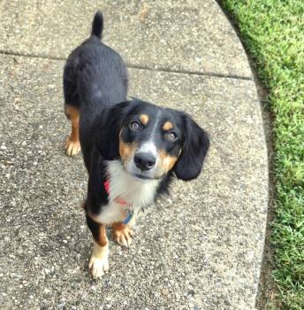 Larry -  Beagle and Spaniel Dog for Adoption in Aurora, Illinois - Larry | PetCurious