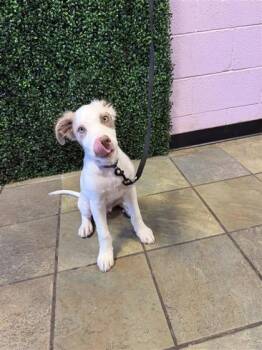 61684131 -  Mixed Breed Dog for Adoption in El Paso, Texas - 61684131 | PetCurious