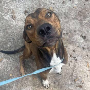 Rescue Mixed Breed Dogs for Adoption in Natchitoches, Louisiana - Griffin | PetCurious