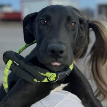 Myla -  Great Dane and Mixed Breed Dog for Adoption in Midland, Texas - Myla | PetCurious