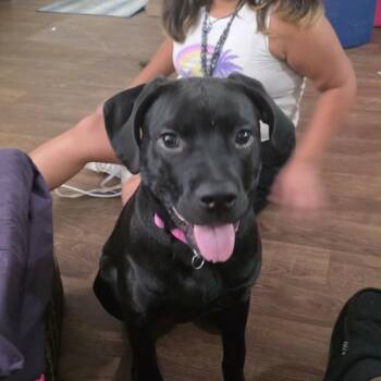 Everly -  Rottweiler and Weimaraner Dog for Adoption in Boerne, Texas - Everly | PetCurious