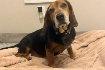 Beagle Dogs Available for Adoption - Buddy Survived Against All Odds! Now Needs A Hero! | PetCurious